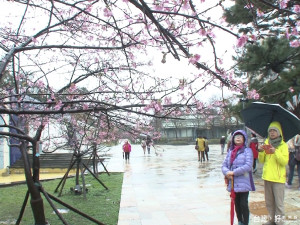 雨中賞櫻 新竹公園賞花好去處