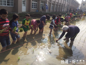 台中市今日幼兒學校35位師生，在外埔農會安排下，首次嚐試插秧樂，都市的小朋友體驗種稻滋味，個個高興的哇哇大叫。（記者陳

榮昌攝）