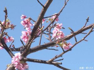 春賞樂櫻野餐活動 0305新竹公園登場