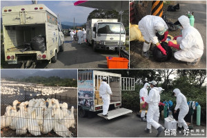 宜蘭縣動植物防疫所再度啟動禽流感撲殺消毒工作。（圖／宜蘭縣動植物防疫所提供）