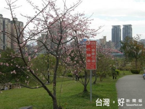 新店陽光運動園區櫻花已陸續開花，除為園區增添勝景，更讓新北市再添一處賞櫻的好去處。（圖／記者黃村杉攝）