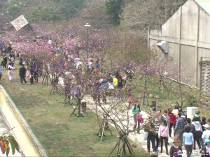 新竹公園櫻花展艷 逾5千人次野餐同樂