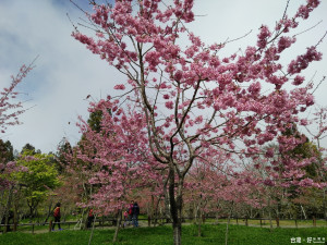 阿里山花季將自3月10日至4月10日展開，沼平公園舉辦開幕活動喜迎花季