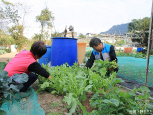 林水土除了免費提供農地供里民耕種，也開放自家耕種的菜園供里民免費採收。（圖／記者黃村杉攝）