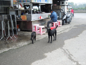 零撲殺流浪動物政策上路　　受害民衆人人只能自保