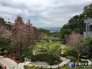 富禾居會館內種有一千多棵櫻花從一月中旬陸續綻放到四月初。
