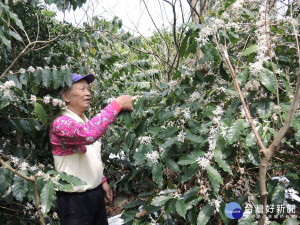 二水鄉滿山遍野成串咖啡花　歡迎民衆「招蜂引蝶」尋樂趣