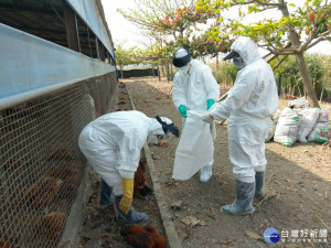 六腳鄉土雞異常死亡 嘉義縣家畜所採預防性撲殺