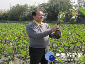 阿聰師細說大甲芋頭經歷崩盤危機，但製成精緻的食品，受到消費者的喜愛，就有其不搖的身價。（圖／陳榮昌攝）