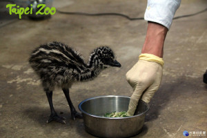 地球第二大鳥類　小鴯鶓花24小時成功破殼（圖／臺北市立動物園）