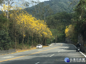 在台21線道路玉山觀景公路水里玉山線上的黃金風鈴木已經盛開。（記者賴淑禎攝）