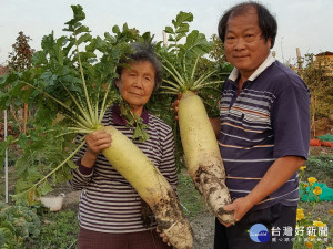 石岡九旬阿嬤黃李收（左）種出超級大蘿蔔，最重的有十七台斤。（記者黃玉鼎攝）