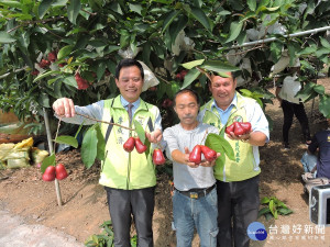 花壇鄉果農李添壽種植成功改良的「砲彈蓮霧」。
