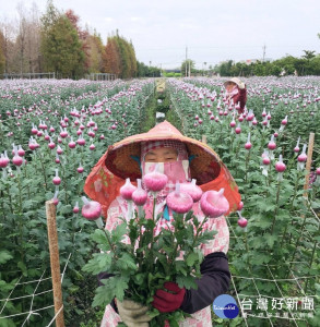 掃墓祭祀花卉需求大增　今年花況佳價格平穩