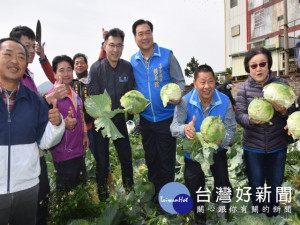 立委江啟臣、市議員李榮鴻等與民在田間採高麗菜，田間笑聲四溢，顯出無比的歡樂。（記者陳榮昌攝）