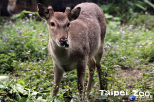 慶祝4/4兒童節，木柵動物園小學生免費入場