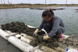 台南新漁人王麗櫻檢視鮮蚵殼成長情形，了解和石斑魚在蚵棚下共生形成食物鋌取得平衡的最新養殖法，大大提升石斑魚產量。(記者/黃芳祿攝)