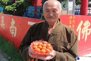 慈恩寺住持釋天益說，甜柿樹是6年前信眾發心捐贈，當時說是「紅肉李」，竟生出甜又多汁的甜柿來，真是「神」奇!(記者/黃芳祿攝)