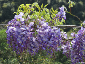 2017瑞里紫藤花季，抓緊花季尾巴衝一波紫色浪漫！