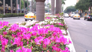 暖冬效應！杜鵑花4月全面攻佔臺北市。（圖／取自台北市政府網站）