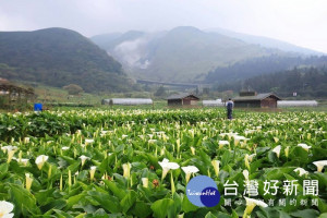 陽明山頂湖海芋花況佳，想看夢幻白色花海趁現在。（圖／取自台北市政府網站）