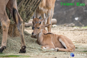 （圖／台北市立動物園提供）