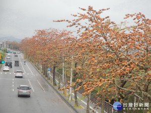 台八線道路東勢區路段往年木棉花盛開時，成為地方的賞花勝地，但近兩年已不見如此美景。（記者黃玉鼎攝）