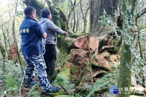 南投林管處與警方在仁愛山區發現台灣扁柏珍貴林木被山老鼠盜鋸。