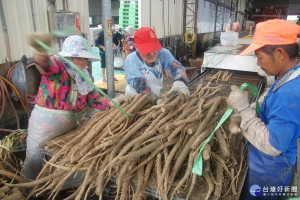 農曆年至今氣候異常，乾旱，俗稱「台灣人蔘」的牛蒡嚴重欠收，業者含淚整理清洗。(記者/黃芳祿攝)