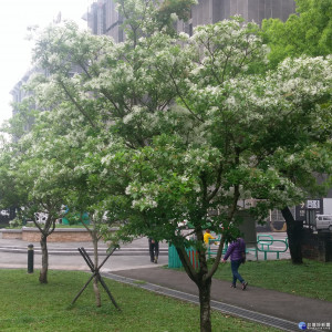 大溪埔頂公園內的流蘇已相繼盛開，值得前往欣賞。（圖／陳寶印攝）