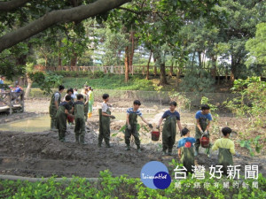 志工們挽起衣袖，汗流浹背，穿上青蛙裝（涉水衣）辛勤復育。（圖片來源／台北市政府）