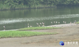 走出戶外賞鳥去 金城湖候鳥紛飛