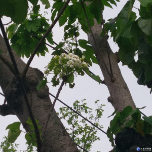 台七線大溪三層崎頂路段已可看見油桐花開。（圖／陳寶印攝）