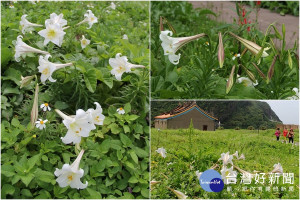 龜山島的百合花盛開了。（圖／東北角暨宜蘭海岸國家風景區管理處提供）