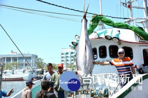 2017屏東黑鮪魚文化觀光季第一鮪驗明正身（圖／屏東縣政府觀光傳播處提供）