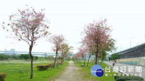 來河濱公園獵豔吧！苦楝、羊蹄甲、流蘇花開春意正濃。（圖片來源／新北市政府）