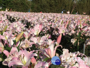 桃園彩色海芋季園滿結束，遊客仍可至會場賞花。