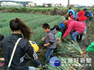 大甲農會昨日承辦德化國小40位小朋友拔、洗青蔥活動，小朋友首嚐

這種農務滋味，高興笑聲在田園中不斷傳出。（記者陳榮昌攝）