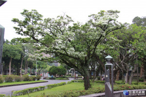 228公園的流蘇佇立，持續陪伴我們多個年頭。（圖／北市公園處提供）