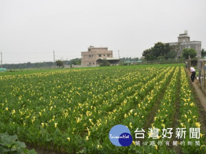 外埔區水流東旁農田，黃澄澄的「海芋」花朵盛開，吸引不少遊客

參觀拍照，農友梁宗特別以每株二十元低價賣給遊客以增遊興。（記

者陳榮昌攝） 