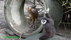 「屁孩」長臂猿騎山羌　扯後腿、無影腳樣樣來（圖／臺北市立動物園）