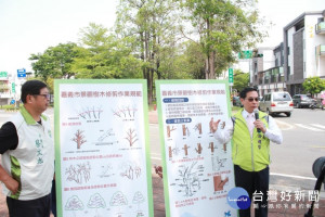 嘉市行道樹防災修剪啟動，嘉大森林系live診斷指導