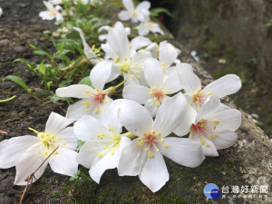 五月雪桐花開 朵朵白花點綴山頭