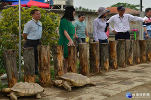 福智佛教基金會護生專員陳奕成(右一)介紹護生教育示範園區收容的蘇卡達象龜。