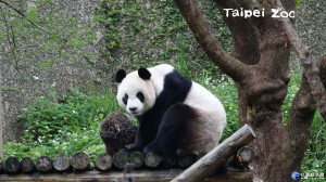 夏天腳步近了　貓熊換「服裝」啦！（圖／台北市立動物園）