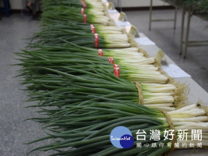 大安農會一口氣高價收購十二公噸大安蔥，穩住價格暴跌極有成效，

迄今蔥價止跌回升，蔥農利益獲保障，農會照顧在地蔥農措施，獲得

肯定。（記者陳榮昌攝）