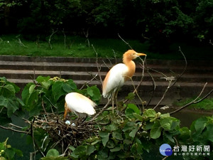 坪林親水公園鷺鷥繁殖 吸引民眾觀賞