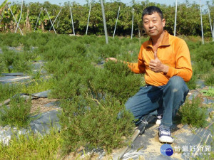 汪慶鍾專賣香草產品，除了自己生產之外，也與農民契作，嚴格要求品質。