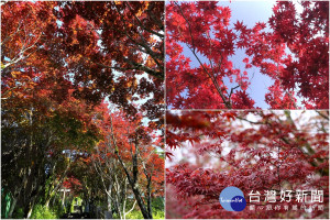 太平山上的紫葉槭，再度火紅迎賓。（圖／記者陳木隆攝）