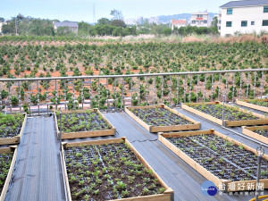 龍潭高原里種艾草   低碳環保有健康